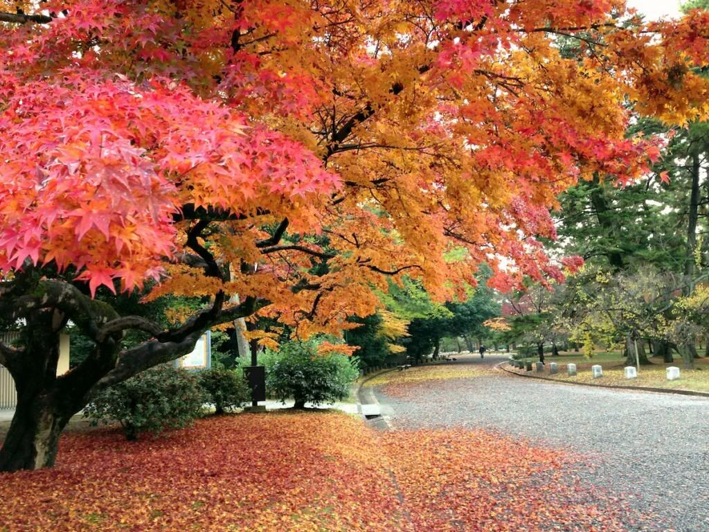 京都御所红叶